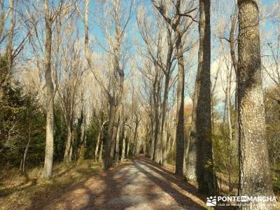 Bosque de Finlandia - Valle de El Paular;senderismo picos europa excursiones a la montaña tienda de